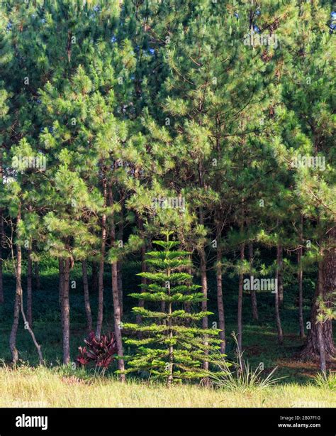pine tree philippines|pine trees effect on soil.
